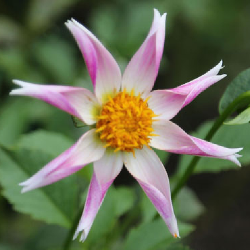 Destiny’s Blessing