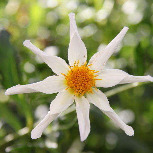 Tahoma Hope