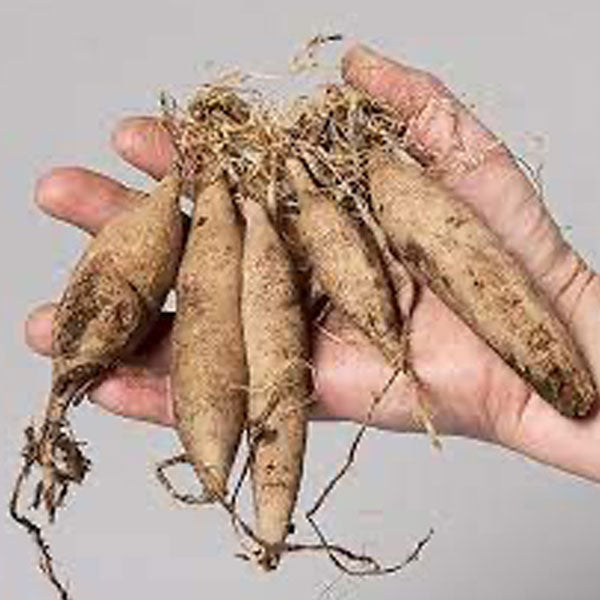 A Mystery Bulb Pack- 5 tubers