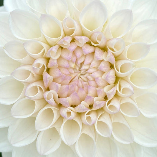 Ferncliff Pearl