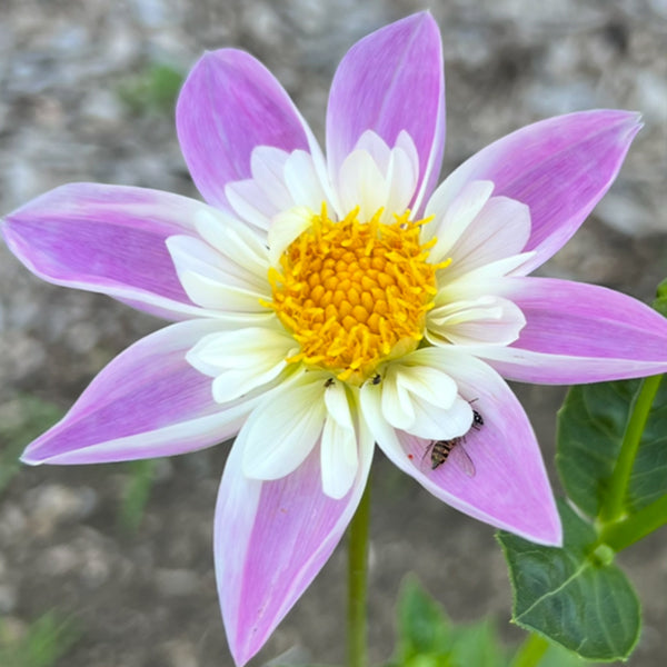 Pink Collarette