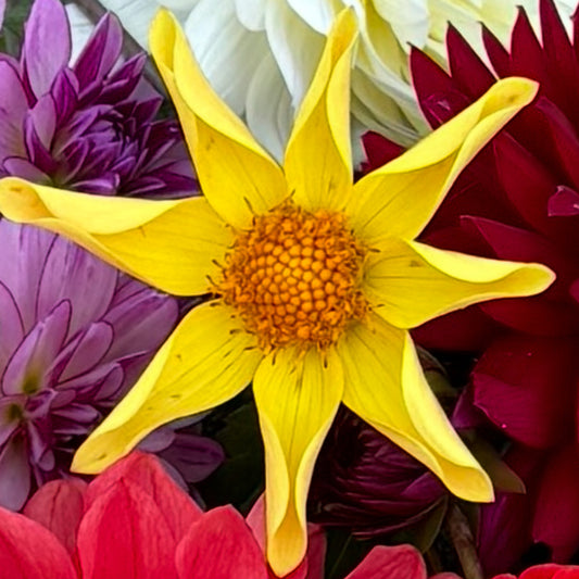 Yellow Single