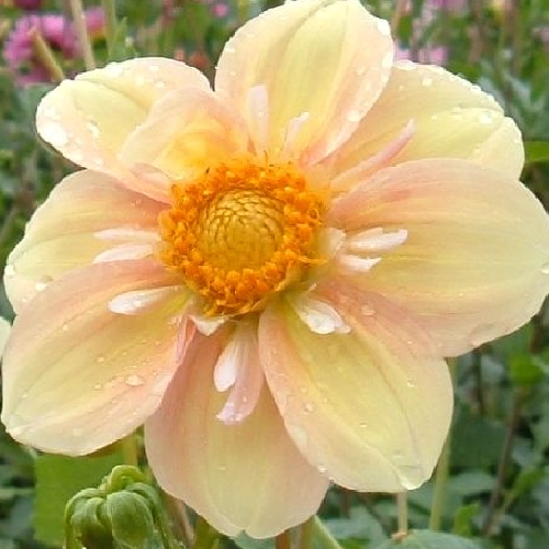 Apple Blossom