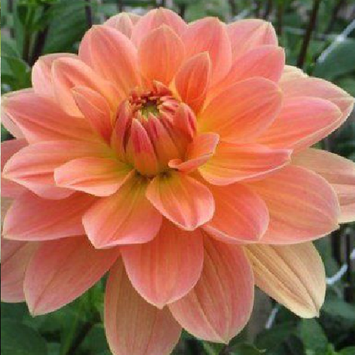 Apricot Desire