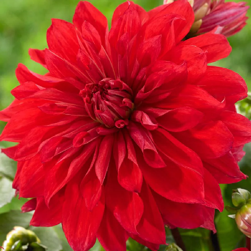 Babylon Red