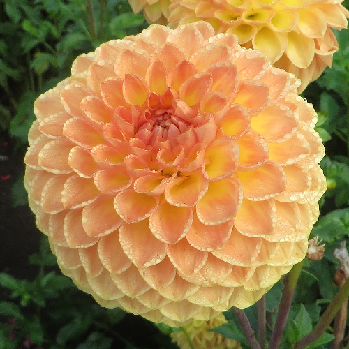 Blyton Softer Gleam