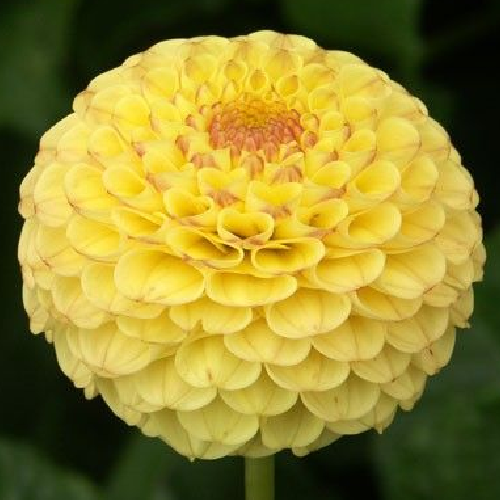 Buttercup
