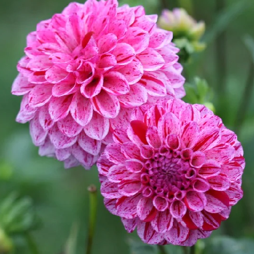 Calico Rose