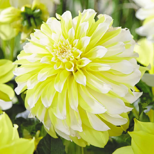 Holly Lemon Ice