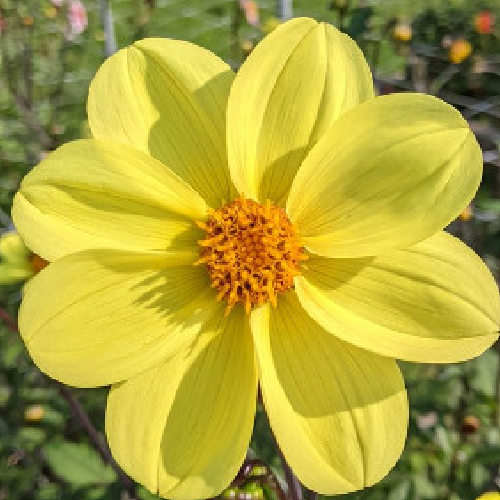 Oakridge Suzanne
