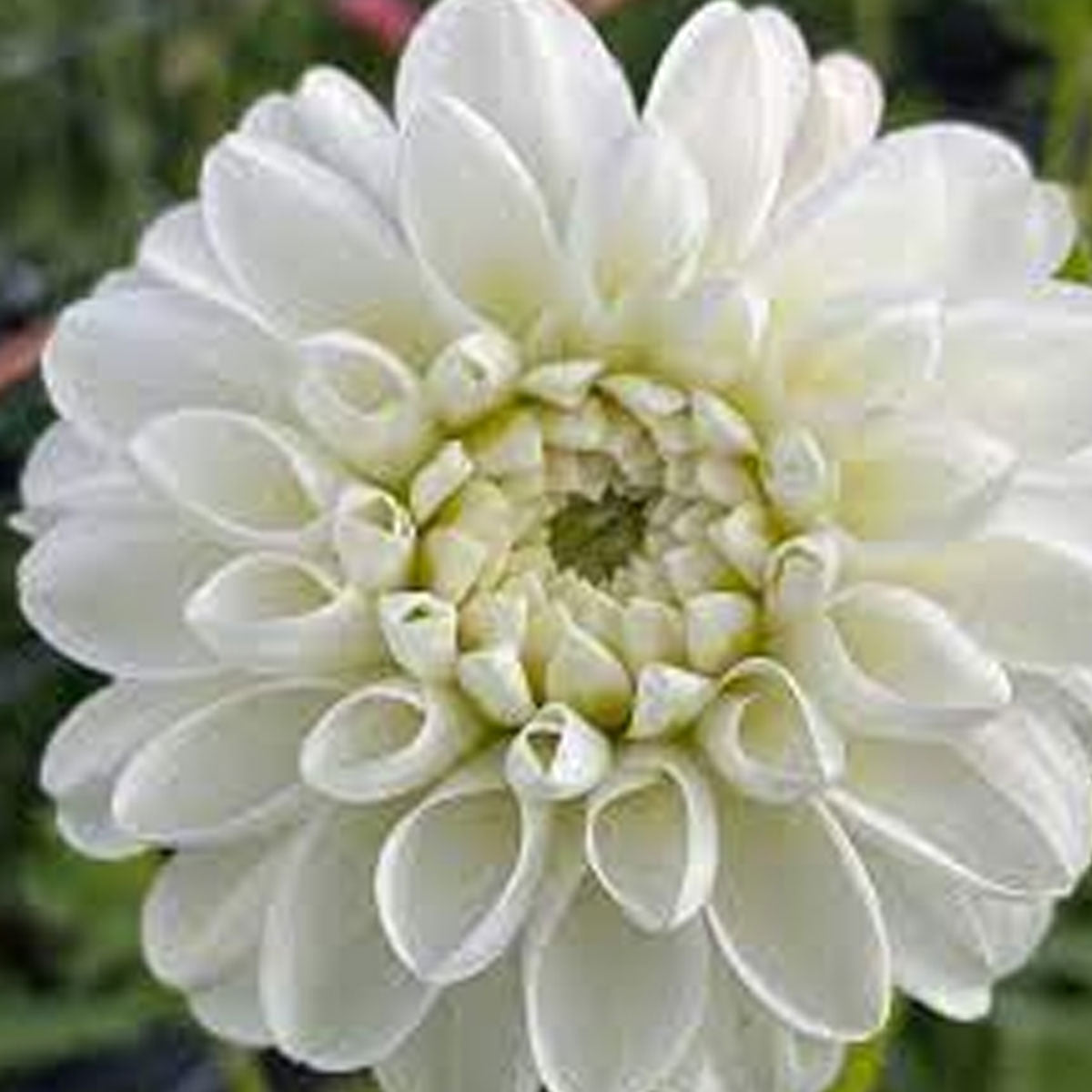 Orsett Beauty