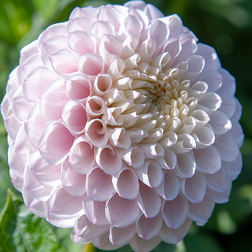 Pink Pearl