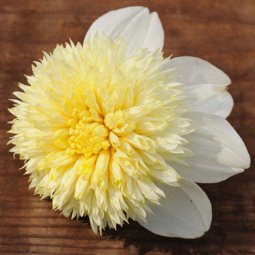 Platinum Blond