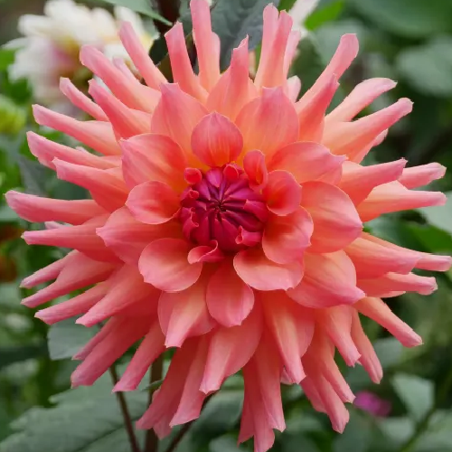 Terra Cotta (Coral)