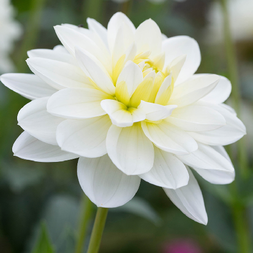 White Onesta