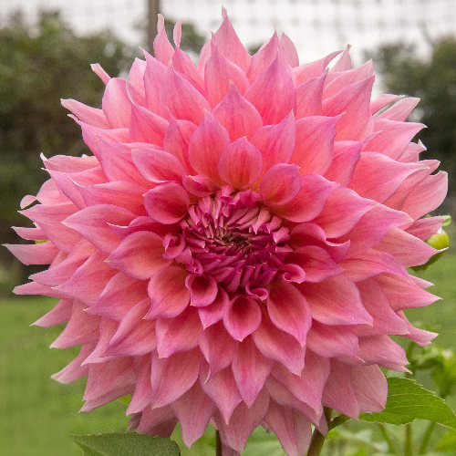 Wyn’s Pink Pearl