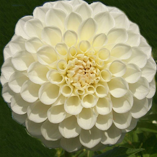 Boom Boom White