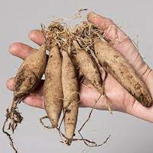 A Mystery Bulb Pack- 5 tubers
